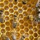 Worcester County Beekeepers Association