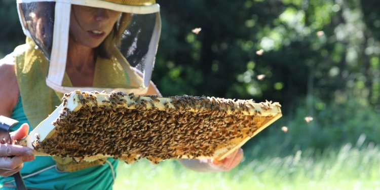 Where to get bees for Beekeeping?
