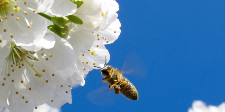 Penn State Beekeeping