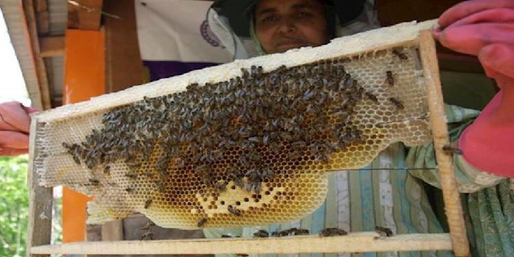 How to start honey bees Farming?