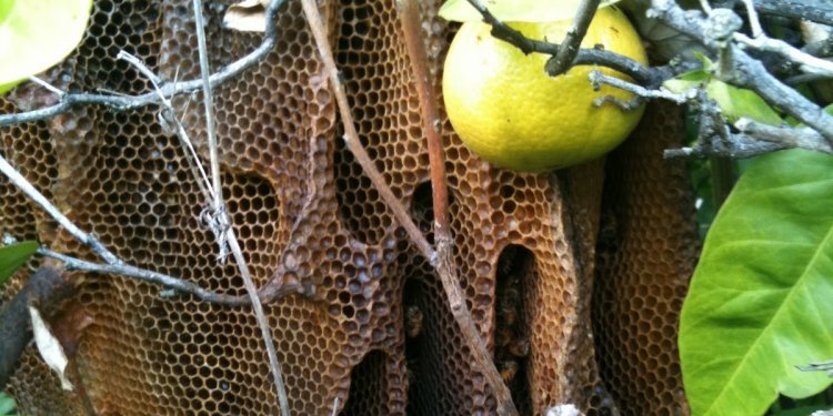 Natural beehives