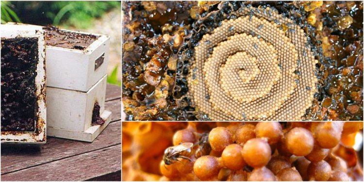 Beekeeping hive plans