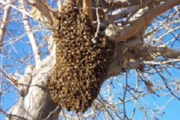 swarm of bees in tree