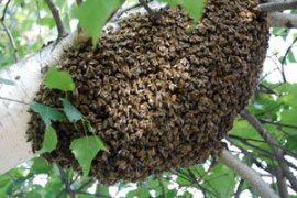 Swarming is a natural instinct of honeybees that develops mainly from spring to very early summer time.