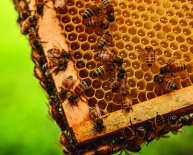 About Beekeeping