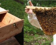 Beehive bees