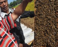 Beekeeping and honey Production