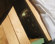 Beekeeping in Georgia