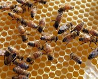 Beekeeping in Illinois