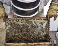 Beekeeping in Minnesota