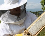 Beekeeping in Tennessee
