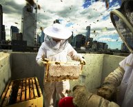 Beekeeping in urban areas