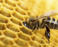 Beekeeping income