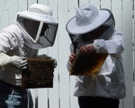 Beekeeping industry