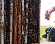 Beekeeping Lessons