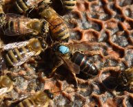 Beekeeping Supplies Alberta
