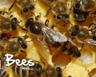 Beekeeping Supplies Melbourne