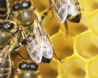 Beekeeping Supplies Wisconsin