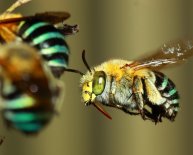 Bees in Australia identification