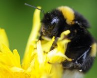 Bees UK