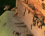 british beekeeping association