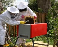 Buy Bee hives