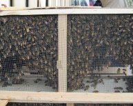Buy bees colony