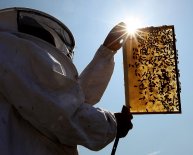 California Beekeepers Association