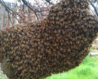 Hive of honey bees