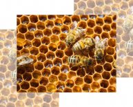 How to build an Apiary?