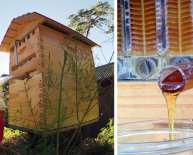 How to get honey from bees?