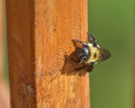 How to Keep Carpenter bees Away?