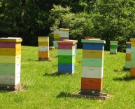 How to make honey bees Boxes?