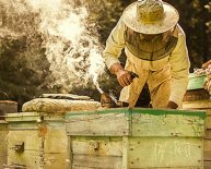 How to start a Beehive?