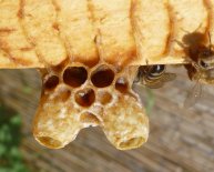 How to start honey bees?