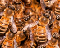 How to take care of honey bees?