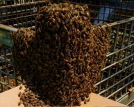 Lorain County Beekeepers