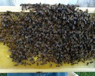 Ohio Beekeepers Association