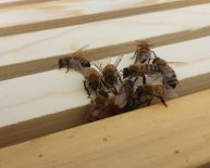 Raise honey bees