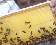 Used Beekeeping equipment sale