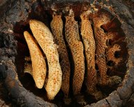 What is a honey Farm called?