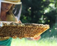 Where to get bees for Beekeeping?
