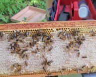 Worcester County Beekeepers