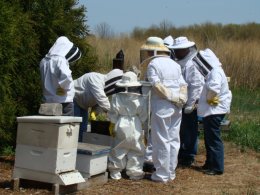 tidewater_beekeepers