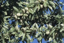 for almonds on your own trees, you need the blooms becoming pollinated.