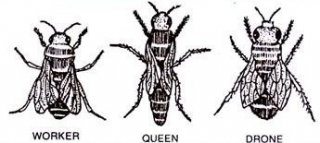 Types Of Bees
