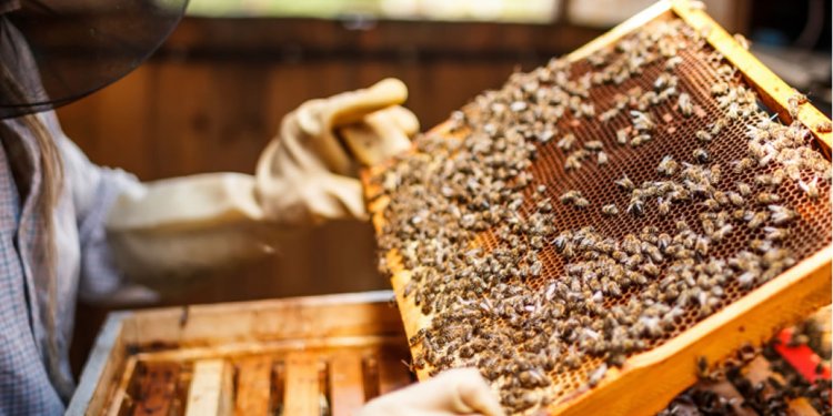 Beekeeping Articles