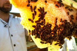 Weekend Beekeeping Course Melbourne