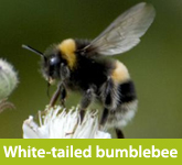 White-tailed bumblebee